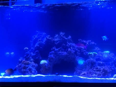 cloudy water in reef tank|reef tank cloudy water overnight.